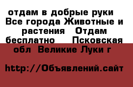 отдам в добрые руки - Все города Животные и растения » Отдам бесплатно   . Псковская обл.,Великие Луки г.